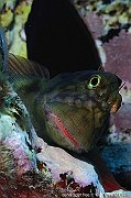 Poissons - Fishes
